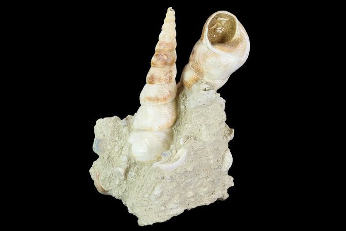 Fossil Gastropod (Haustator) Cluster - Damery, France #97773